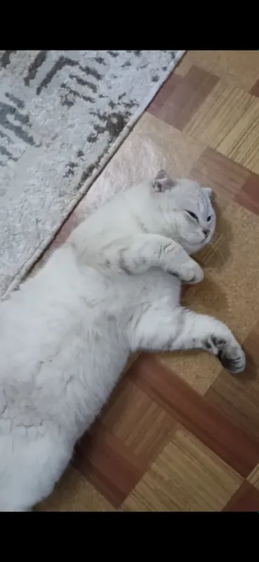 “🐱 Scottish Fold мушук сотилади, жуда мулойим!” 3 “🐱 Scottish Fold мушук сотилади, жуда мулойим!” 3