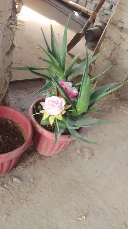 aloevera