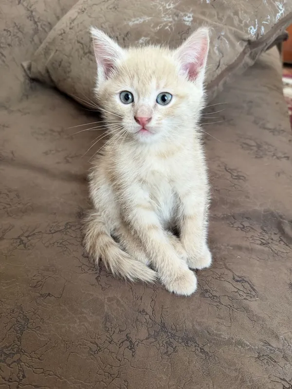 Котик мальчик -2 месяца