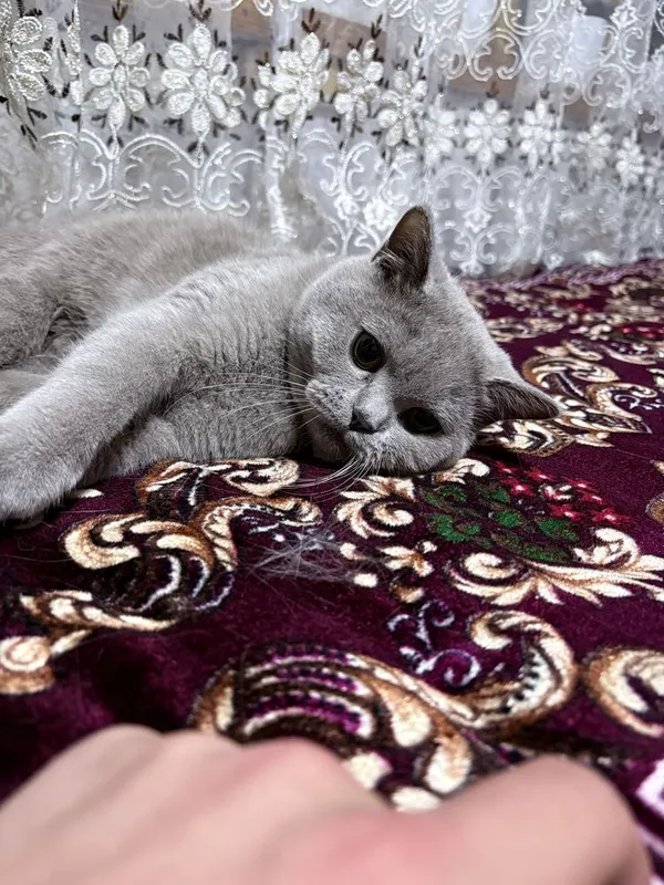 Mushuk zotdor gollandsky erkak mushuk — фото 7