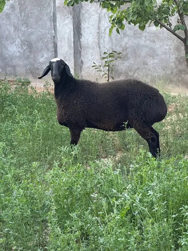 Bogʻoz qoy sotiladi 2-qorin 2