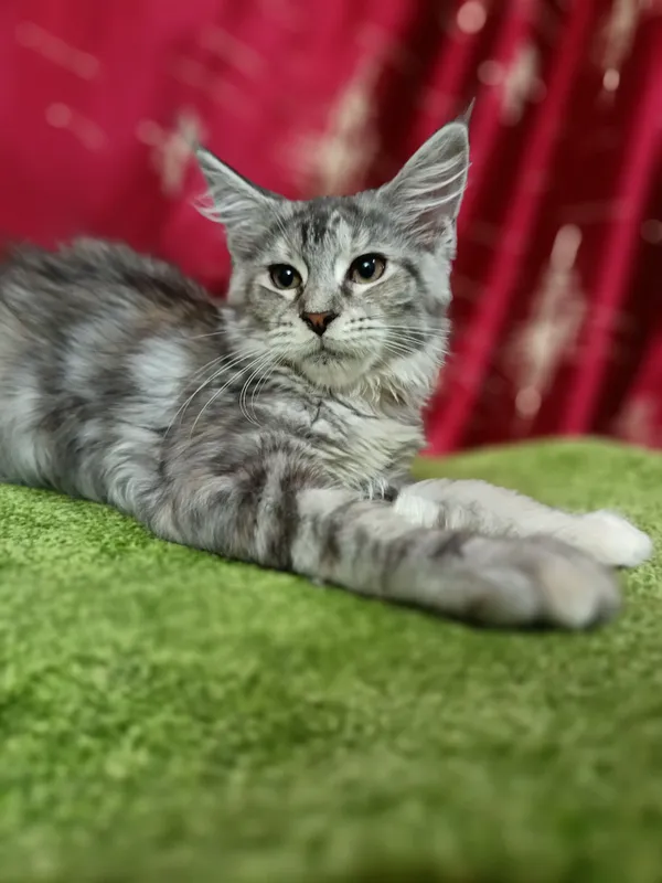котята мейнкун — фото 2
