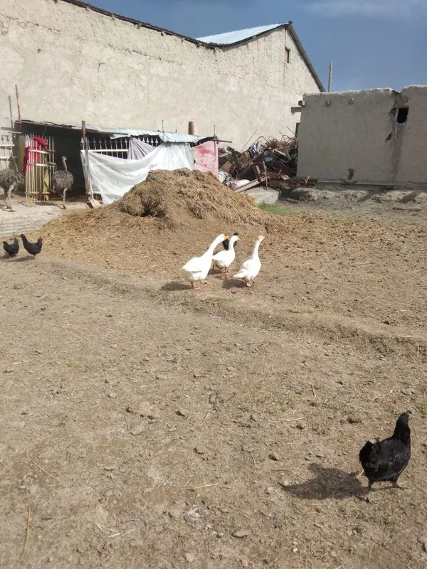 Ĝozlar sotiladi. 2 Ĝozlar sotiladi. 2