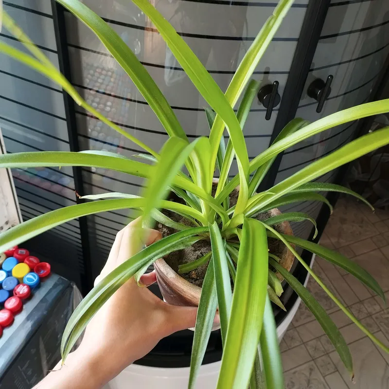 xiloraftum