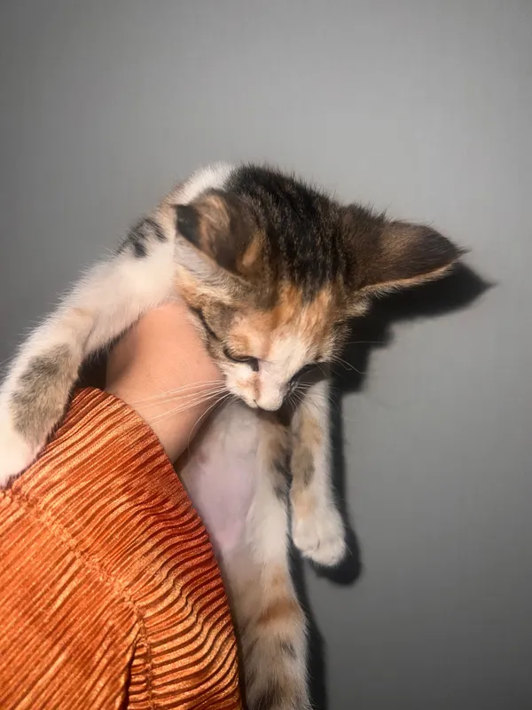 Маленькие котята 5 Маленькие котята 5