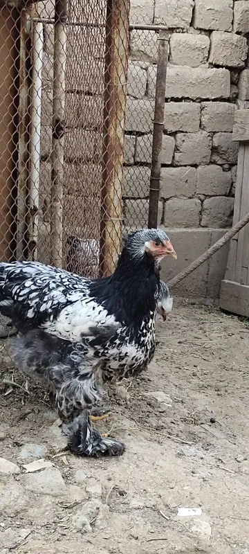 Qora tochkali brama tuxumiga zakaz olamiz — фото 1