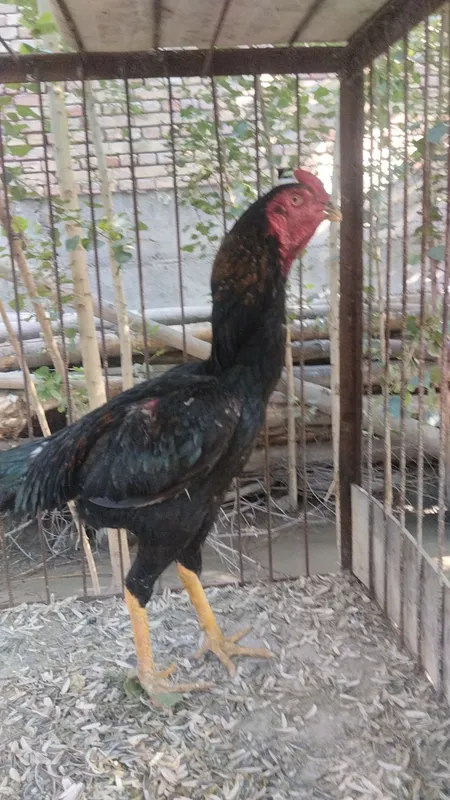 Ilyos tv zoti + manbo xoʻroz joʻjalari sotiladi 2 Ilyos tv zoti + manbo xoʻroz joʻjalari sotiladi 2