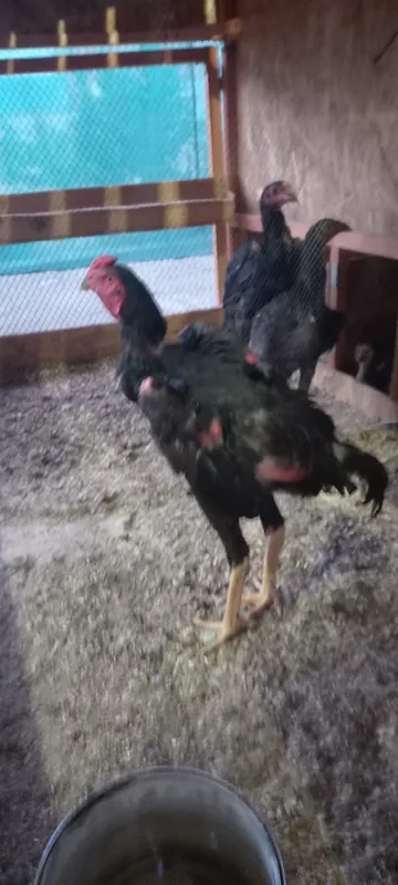 7oyli joja xoroz 5