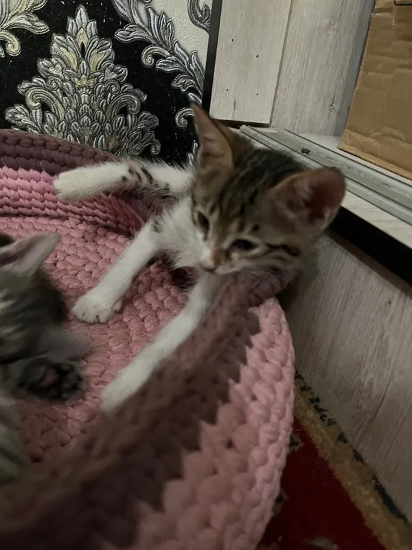 Отдам котенка-ласковую девочку 2 Отдам котенка-ласковую девочку 2