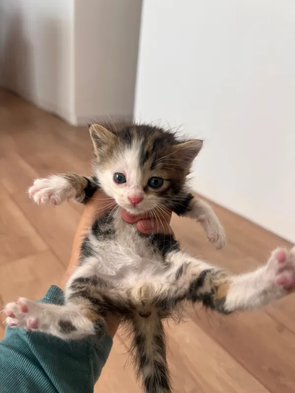 Маленькие котята — фото 1