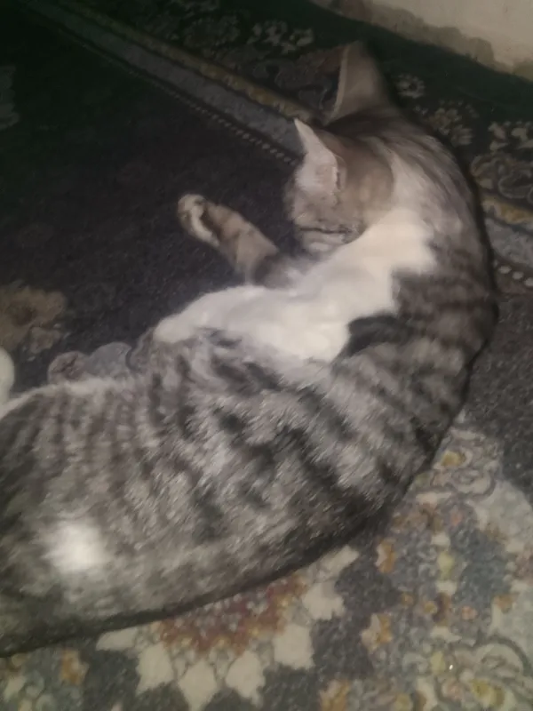 zotor 🐈 zotor 🐈