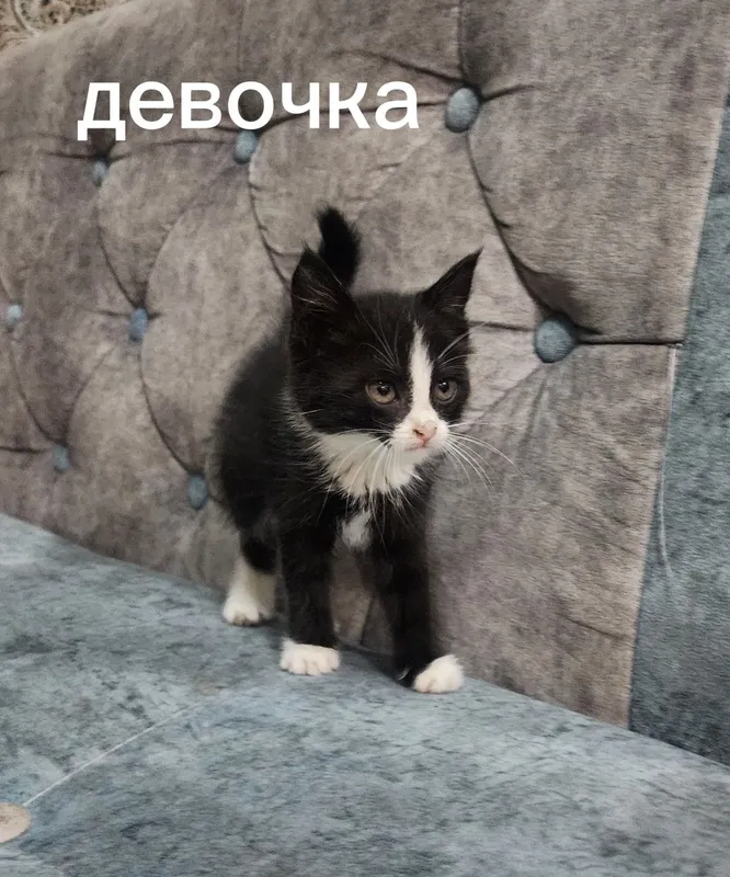 Отдам в добрые руки