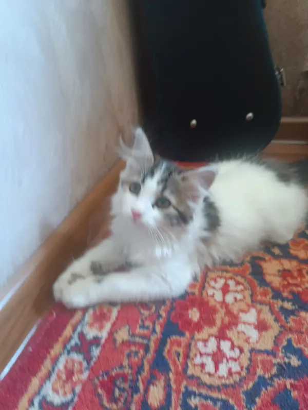 Котенок самка бесплатно Котенок самка бесплатно
