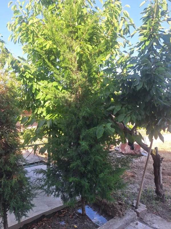 Archa sotiladi bo'yi 2.5 metr oldingi yil ekkanman — фото 4