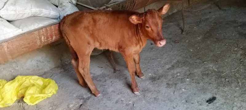 Ona bola sigir sotiladi 2