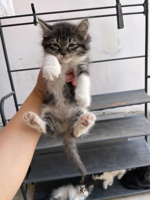 котята полтора-два месяца три мальчика одна девочка — фото 2 котята полтора-два месяца три мальчика одна девочка — фото 2