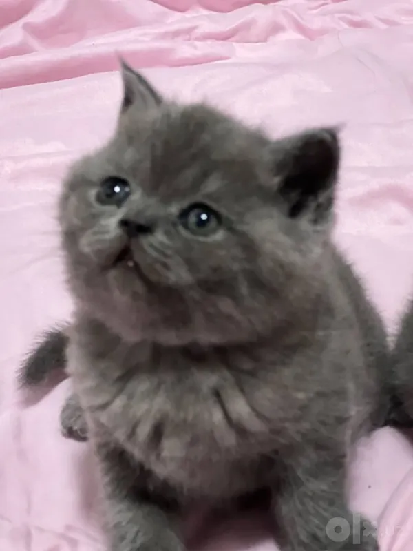 Кошка породы скоттиш-фолд 3 Кошка породы скоттиш-фолд 3
