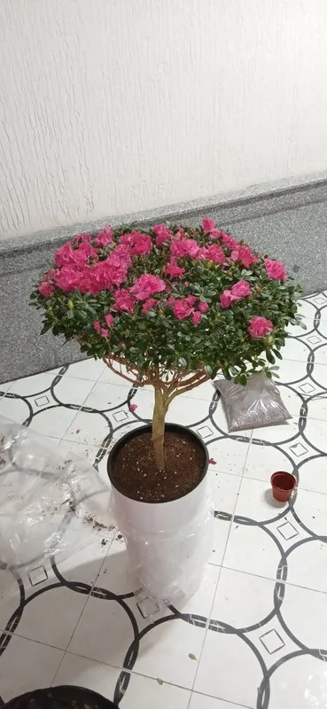 Азалия Azalia Azalea большой куст для подарки отличные выбор — фото 2