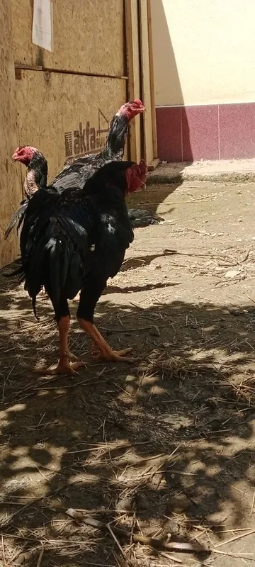 Bobo horoz sotiladi tovug'yam bor — фото 4