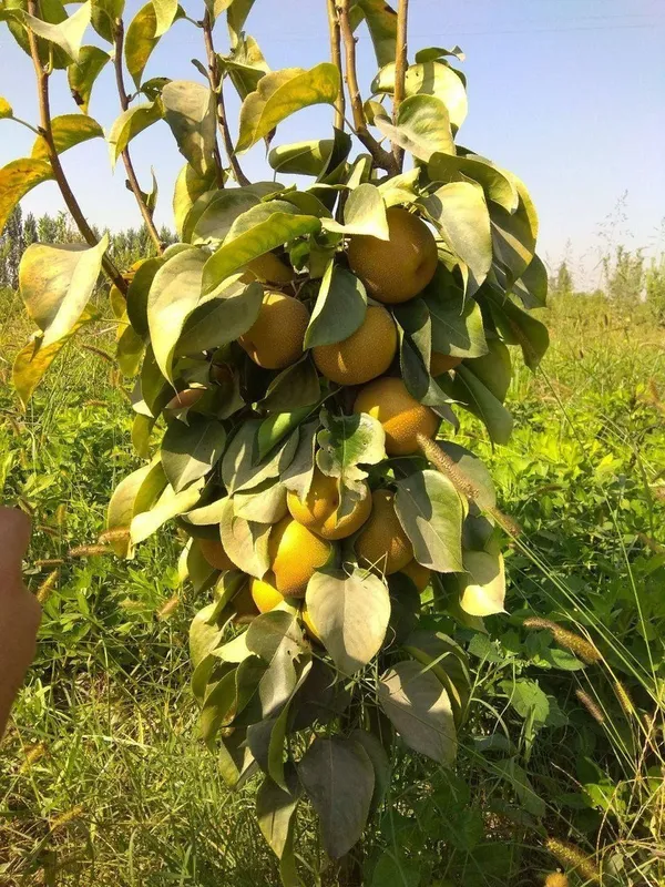 NOK kuchatlarini eng yangi sortlari bor joyidan sveji kovlab beramiz — фото 6