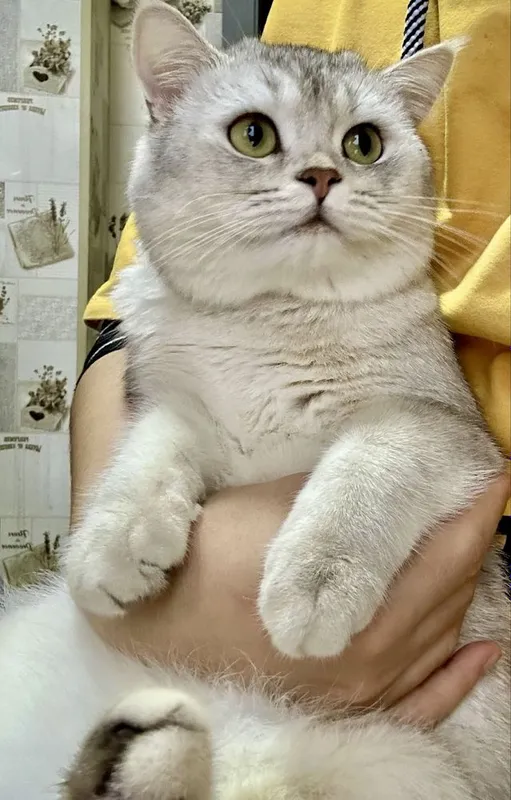 Вязка британская шиншилла — фото 1