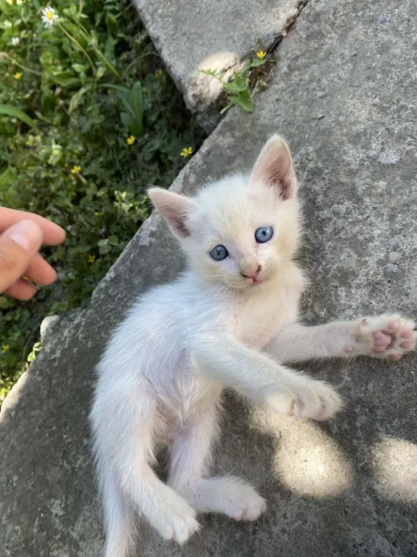 Бесплатно котята — фото 4 Бесплатно котята — фото 4