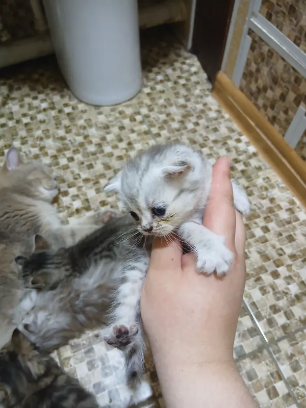 котики Шотландский мальчик и девочка 2
