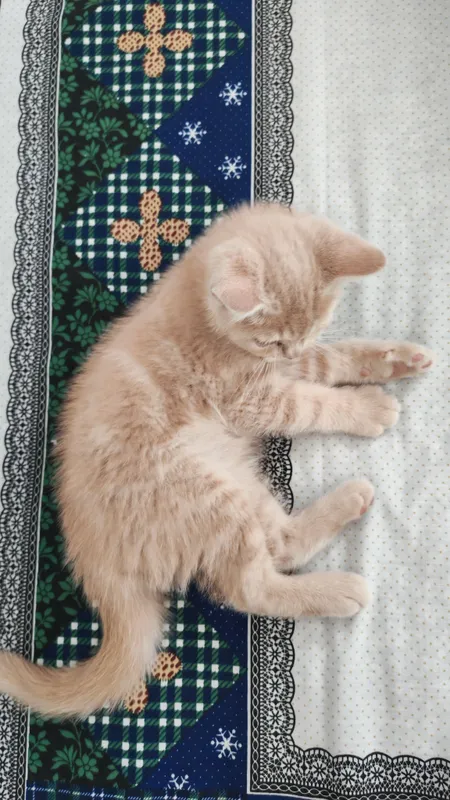 продаются британские котята — фото 1