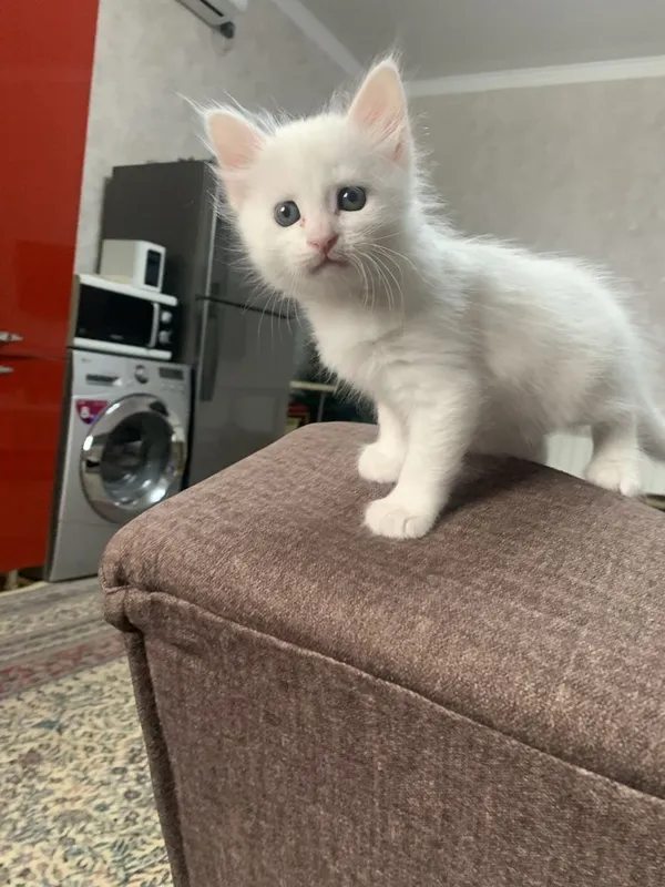 Продаются котята Продаются котята