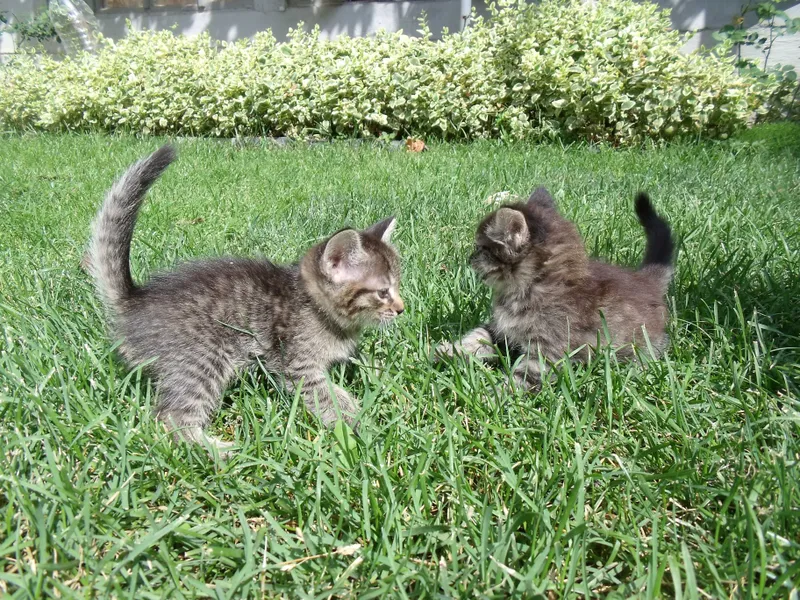 Котята даром 2 месяца — фото 4
