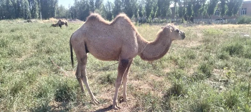 Туя сотилади 2 йош