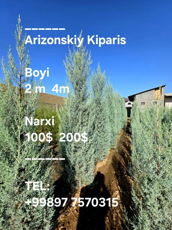 Кипарис аризонский 1