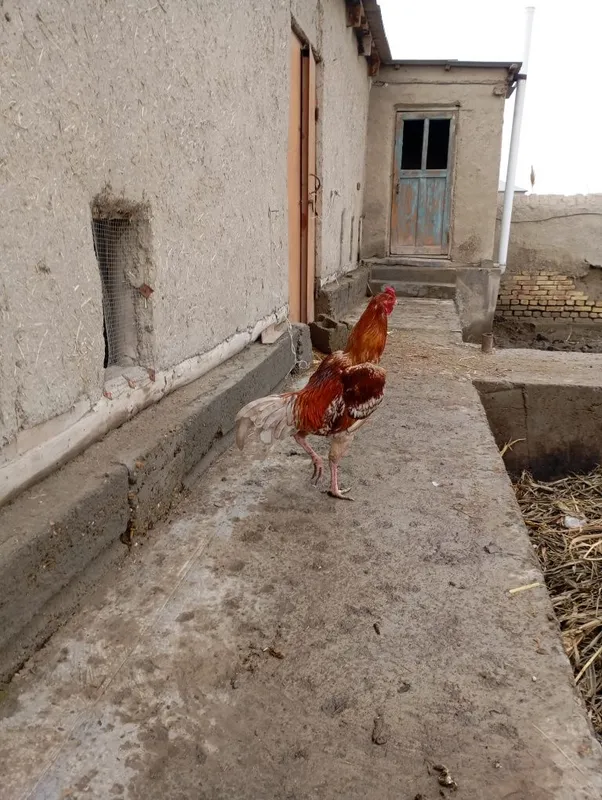 Жужа ху́роз сотилади.июньда чикган. — фото 3