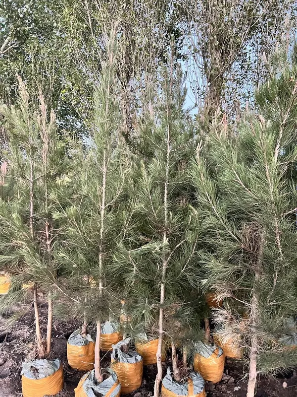 Eldariski sasna kirimisi archalar bor — фото 3