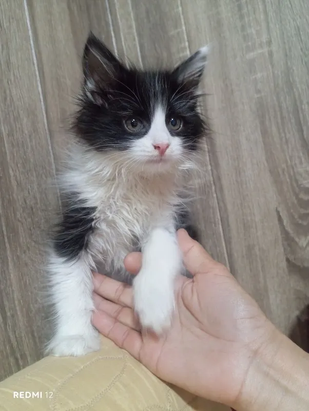 Отдам даром кошки Отдам даром кошки