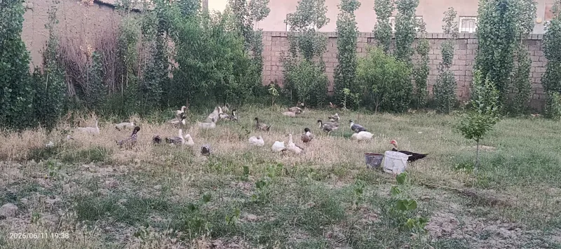 Фаварит Урдела сотилади — фото 1 Фаварит Урдела сотилади — фото 1