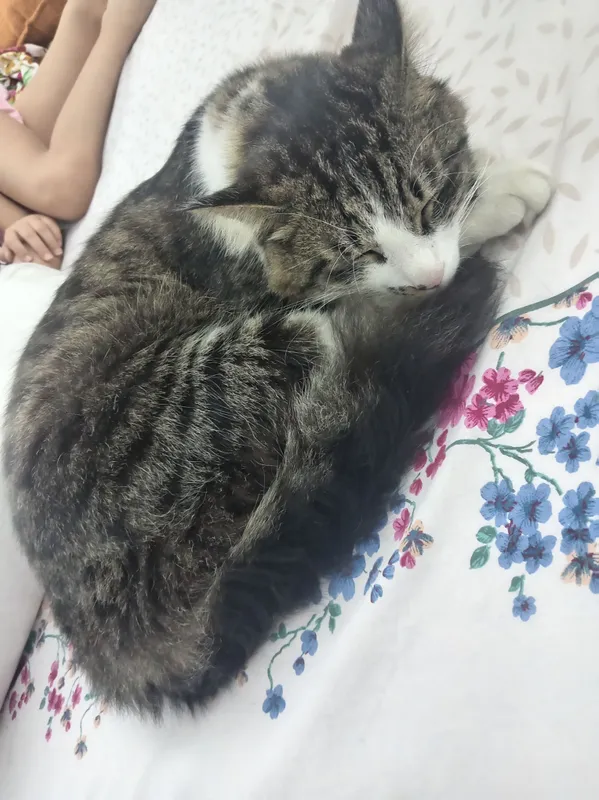 mushuklar 1 mushuklar 1