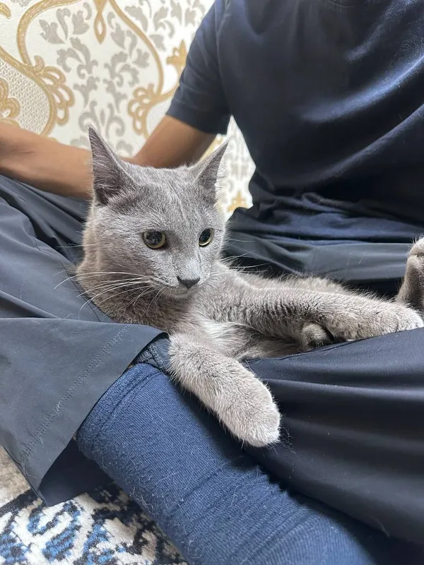 Кошка руско голубая — фото 2