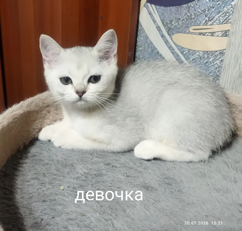 серебряная шиншилла 2 серебряная шиншилла 2
