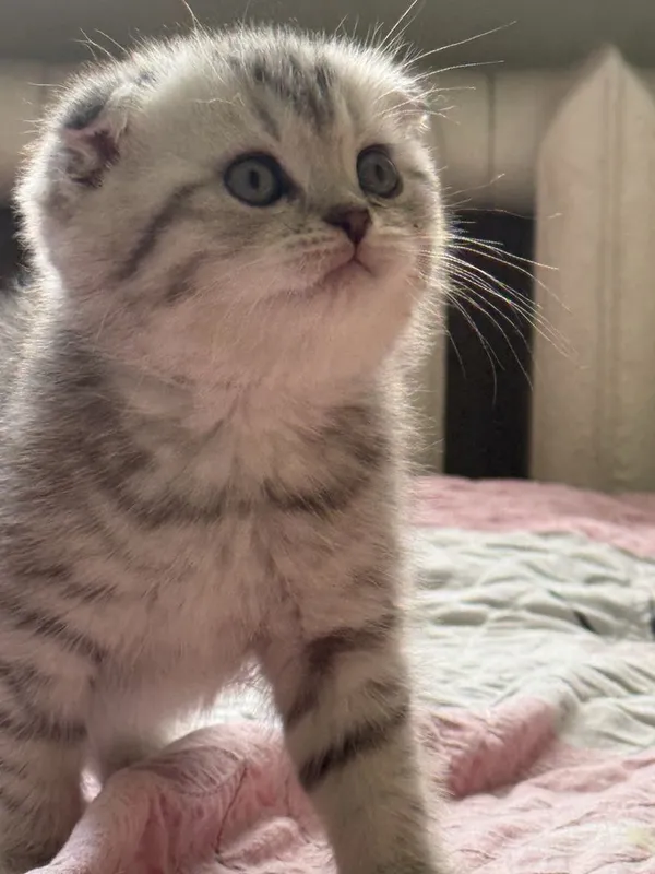 Scottish fold mushukcha — фото 3 Scottish fold mushukcha — фото 3