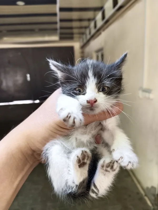 Котёнок улица фаргона Юли Казинка нахожусь — фото 4