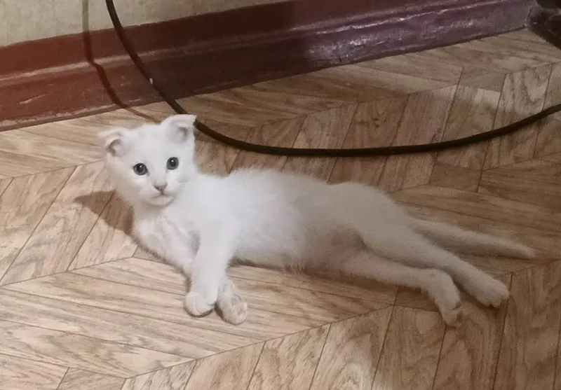 Котенок скотиш фолд мальчик 2 месяца