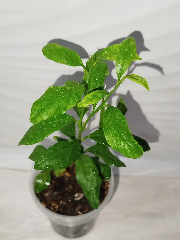Limon detkasi лимон 2 Limon detkasi лимон 2