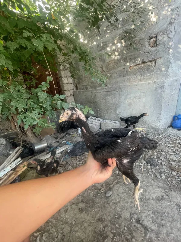 Дакан жожа Дакан жожа