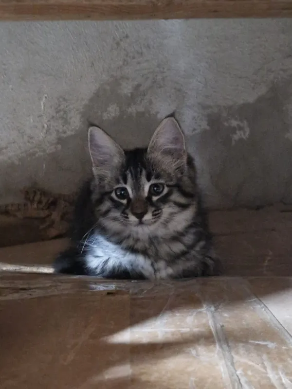 Котята в добрые руки 3 Котята в добрые руки 3
