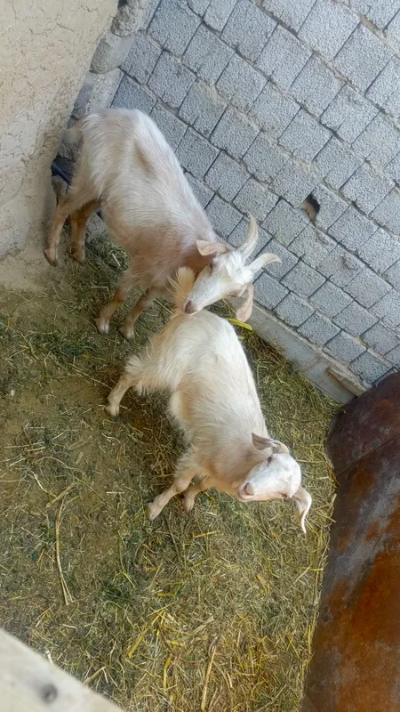 echkilar sotiladi ona bola 1 echkilar sotiladi ona bola 1