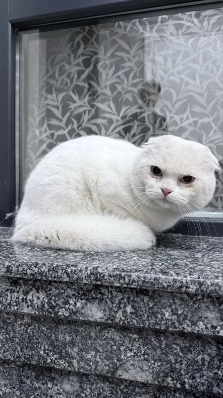 Vyazka vyaska scottish fold mushugimiz bor