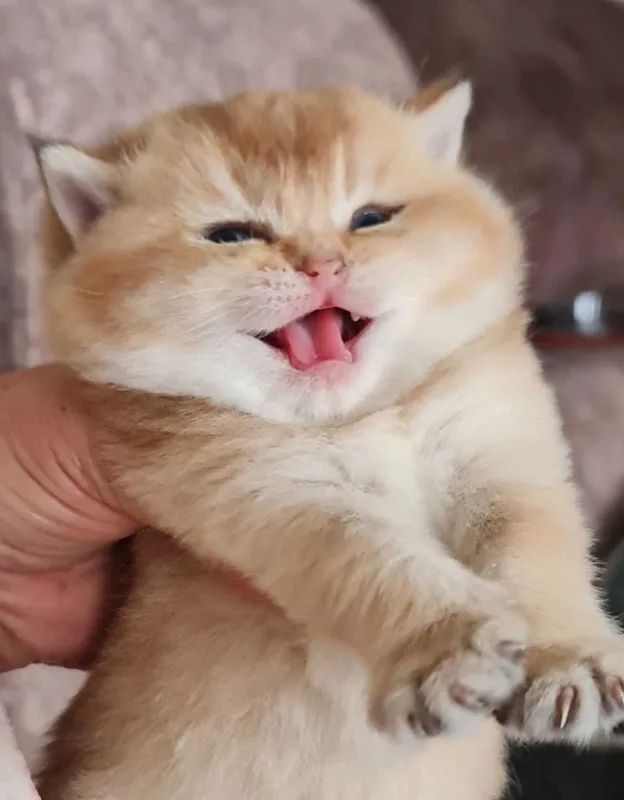 Британская короткошерстная. Котята