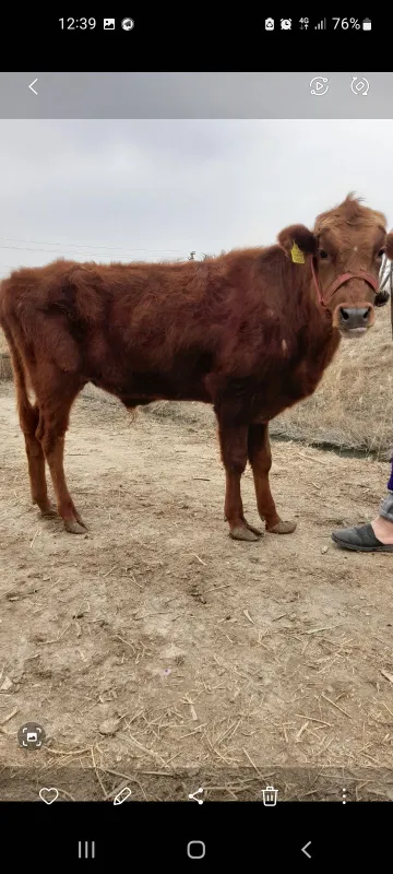 Buqa sotiladi yeb ichishi zòr parodni buqqa narxi 19 milon kelishamizz