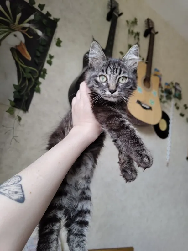Котенок бесплатно в добрые руки 1 Котенок бесплатно в добрые руки 1